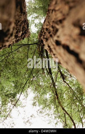 Low angle view of trees in forest Stock Photo