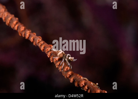Commensal shrimp, Dasycaris sp on wire coral Great Barrier Reef, Coral Sea, Pacific Ocean, Queensland, Australia Stock Photo