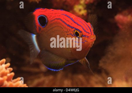 Damselfish swimming in coral reef Stock Photo