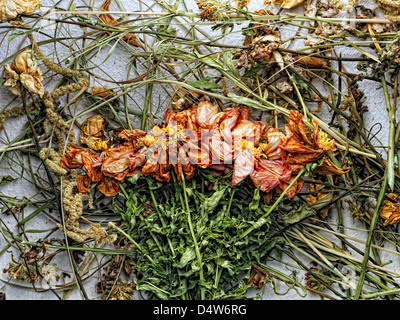 Collection of dried plants with a paper background (2475654)