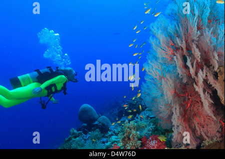 Diver swimming in coral reef Stock Photo