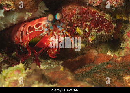 Close up of mantis shrimp in coral Stock Photo