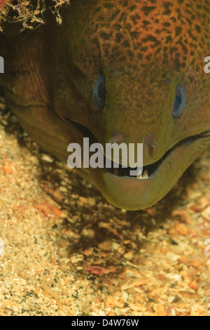 Close up of moral eel's face Stock Photo