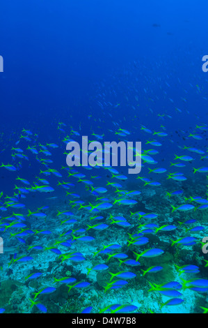 School of fusiliers fish swimming Stock Photo