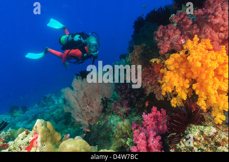 Diver swimming in coral reef Stock Photo