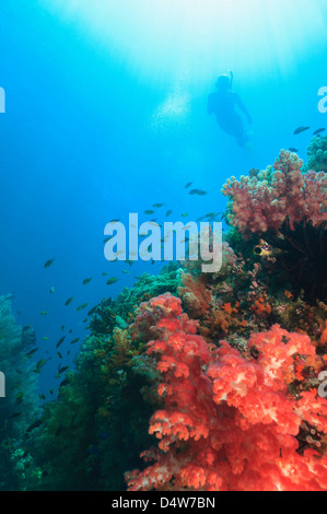 Diver swimming in coral reef Stock Photo