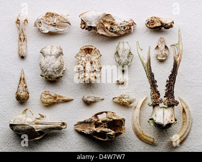 Dried boned arranged on paper Stock Photo