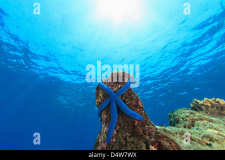 Blue starfish on coral reef Stock Photo