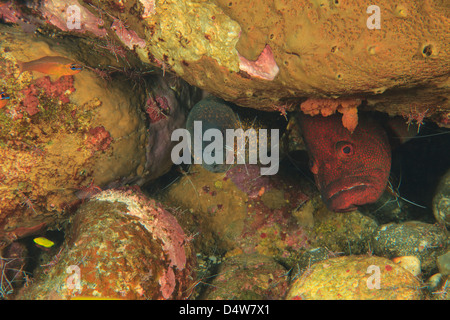 Tomato grouper and eel in coral reef Stock Photo