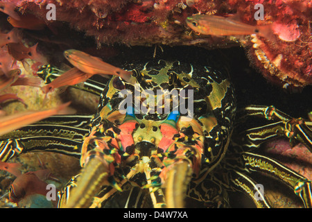 Close up of spiny lobster's face Stock Photo