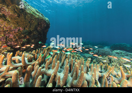 Fish swimming in coral reef Stock Photo