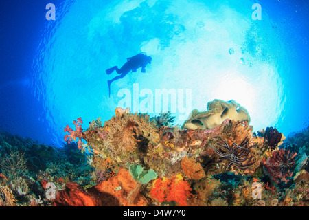 Diver swimming in coral reef Stock Photo