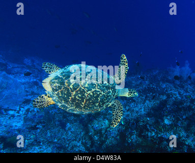 Sea turtle swimming in coral reef Stock Photo