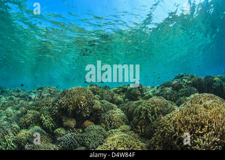 Coral reef in shallow water Stock Photo