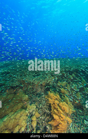 Fish swimming in coral reef Stock Photo