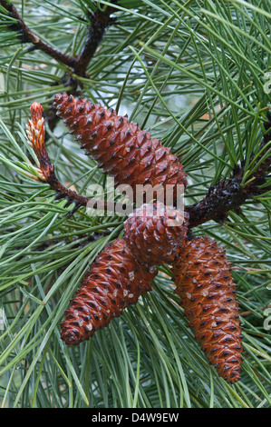 Maritime pine (Pinus pinaster) seed cones Trilho Ambiental do Castelejo trail near Vila do Bispo Costa Vicentina Algarve Stock Photo