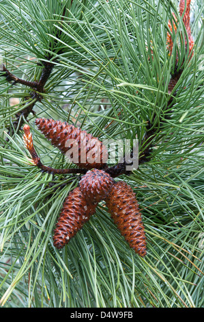 Maritime pine (Pinus pinaster) seed cones on a tree on Trilho Ambiental do Castelejo trail near Vila do Bispo Costa Vicentina Stock Photo
