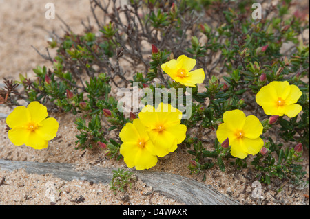 Coast rockrose (Halimium calycinum) flowers on sandy & rocky coastal habitat the Costa Vicentina Park Algarve Portugal Europe