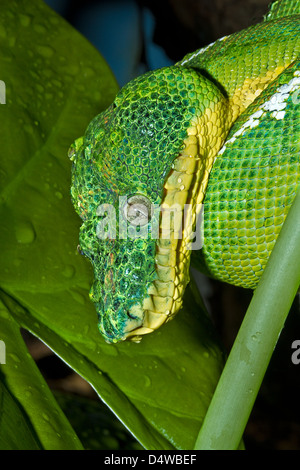Emerald Tree Boa (Corallus caninus) Amazonian form After a shower January 2011 Stock Photo