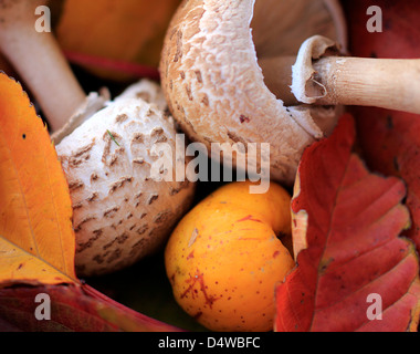 Autumn still life of mushrooms, quince and autumn leaves Stock Photo