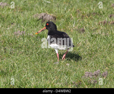 Common Pied Oystercatcher (Haematopus ostralegus) foraging in the grass of a meadow Stock Photo