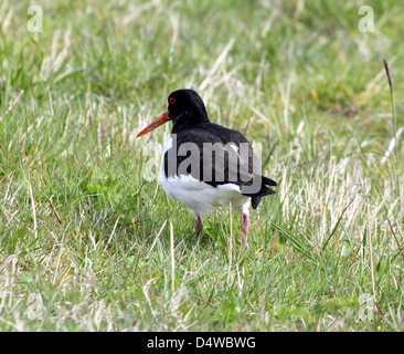 Common Pied Oystercatcher (Haematopus ostralegus) foraging in the grass of a meadow Stock Photo