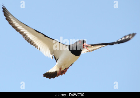 Close-up of a Common Pied Oystercatcher (Haematopus ostralegus) in flight, calling out in distress Stock Photo