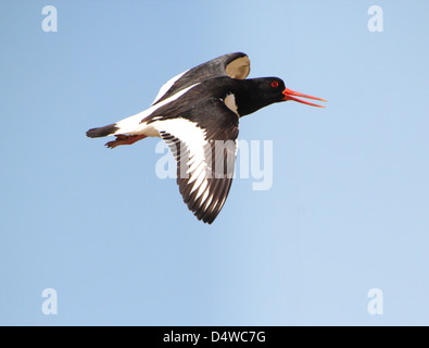 Close-up of a Common Pied Oystercatcher (Haematopus ostralegus) in flight, calling out in alarm Stock Photo