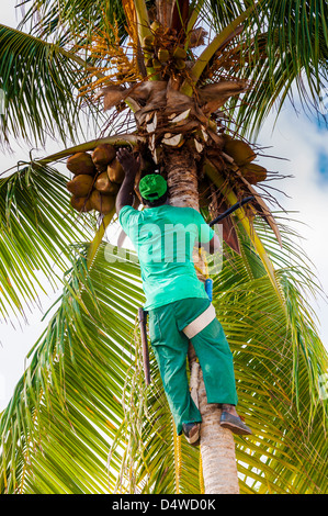 man cutting coconuts,punta cana,dominican republic,caribbean Stock Photo