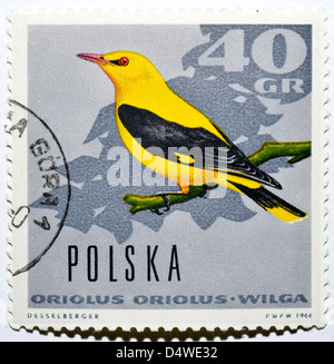 Polish postage stamp with Eurasian Golden Oriole (Oriolus oriolus) Stock Photo