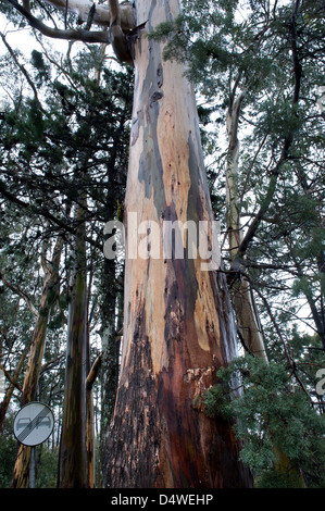 Blue Gum (Eucalyptus globulus) trunk introduced species plantation Foia Algarve Portugal Iberian Peninsula Europe Stock Photo