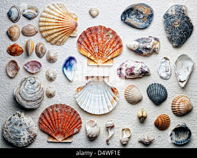 Seashells arranged on paper Stock Photo