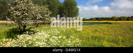 Summer flower meadows, river Nene Valley, near Castor village, Cambridgeshire County, England; Britain; UK Stock Photo