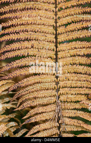 Yellow autumn leaves on fern plant Stock Photo