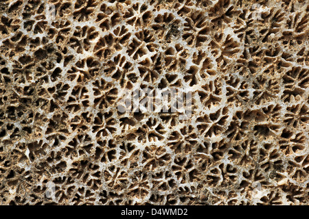 Macro Detail Of Colonial Coral Used In Wall Construction Galle Old Fort, Sri Lanka Stock Photo