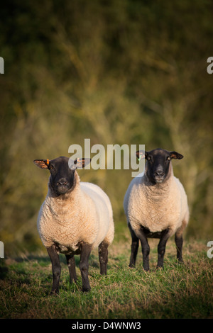 Black faced sheep in a field in rural England. Stock Photo