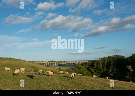 Sheep grazing in a field in front of the Royal Border Bridge at Berwick upon Tweed, Northumberland. Stock Photo