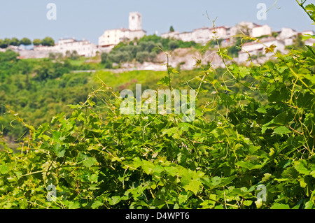 Looking up at buildings of town from Boscaini Carlo vineyards and winery, Valpolicella wine region, Italy Stock Photo