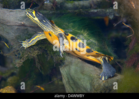 A Map Turtle with moss growing on it's shell. Stock Photo