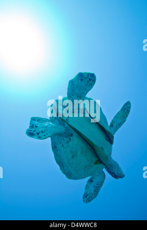 A Black Sea Turtle with attached remora, Fiji. Stock Photo