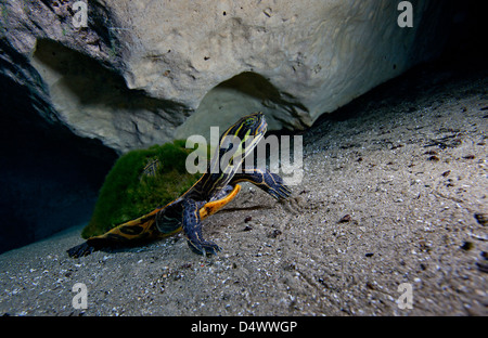 A Peninsula Cooter turtle on the sandy bottom of Morrison Springs cavern. Stock Photo