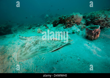 A Southern Stingray on the sandy bottom off the coast of Panama City, Florida. Stock Photo