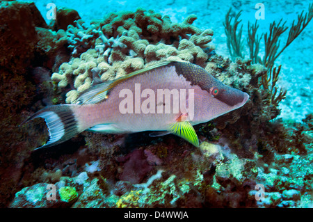 A Hogfish (Lachnolaimus maximus) swimming above a coral reef offshore of Grand Cayman Island. Stock Photo