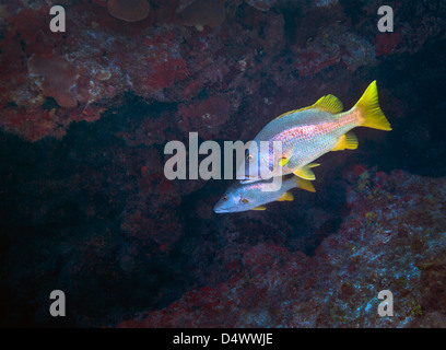 A pair of Schoolmaster fish (Lutjanus apodus) swim in a cavern inside a coral reef just off the coast of Grand Cayman Island. Stock Photo