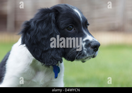 Portrait of a cute ten week old black and white English Springer Spaniel puppy dog in a garden. England, UK, Britain Stock Photo