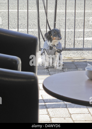 Dog tied up outside café Stock Photo - Alamy