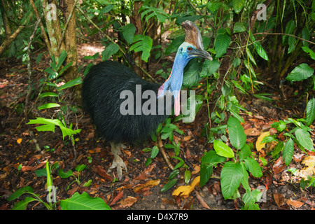 Southern or Double-Wattled Cassowary (Casuarius casuarius), Adult Male, Atherton Tablelands, Queensland, Australia ENDANGERED Stock Photo