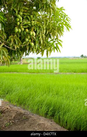 March 6, 2013 - Las Matas De Santa Cruz, Dominican Republic - March 6, 2013, Las Matas de Santa Cruz, Dominican Republic  - A mango tree on the edge of a rice paddy in Las Matas de Santa Cruz, D.R.. An international development agency is working in this area of the D.R. to educate local farmers on more environmentally-friendly farming practices. (Credit Image: © David Snyder/ZUMAPRESS.com) Stock Photo