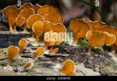 Orange fungus growing on fallen tree stump in Madagascar's eastern rainforest in Andasibe National Park Stock Photo