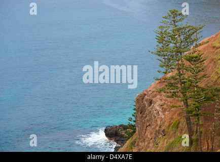 Norfolk Island Pine Trees, Araucaria heterophylla, on Norfolk Island coast, Australia Stock Photo